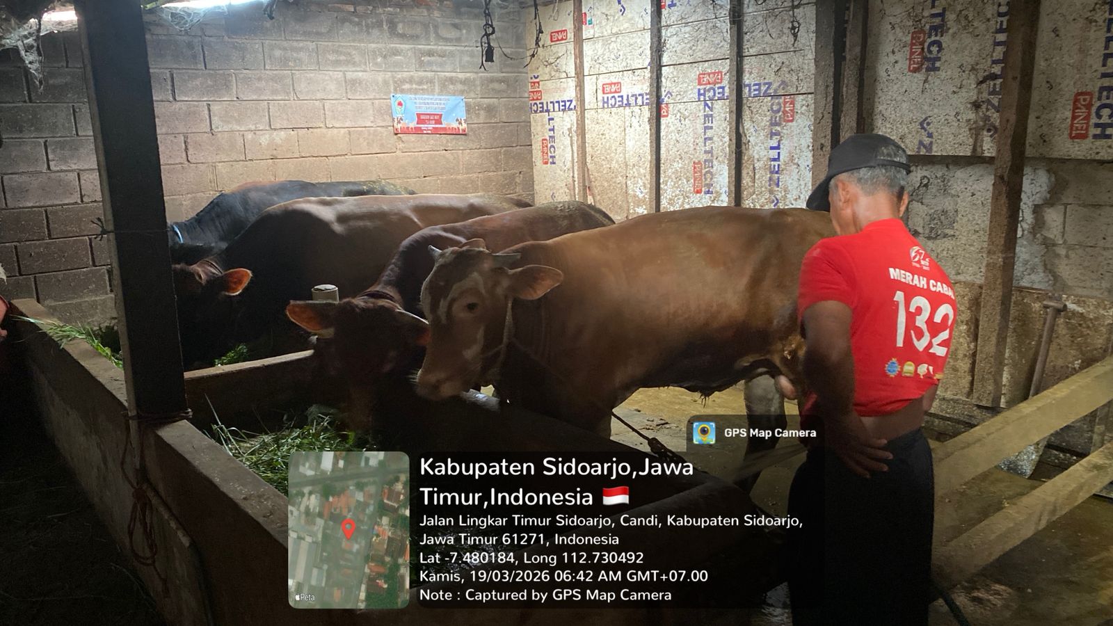 Peternakan Sapi & Kambing